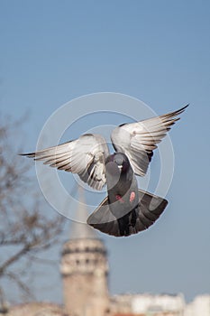 Single pigeon flying in  air