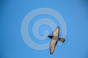 Single pigeon flying in  air