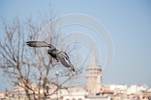 Single pigeon flying in air