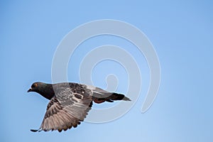 Single pigeon flying in air