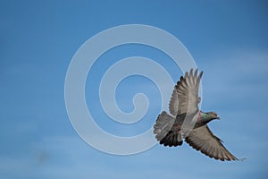 Single pigeon flying in air