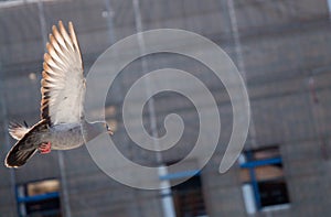 Single pigeon flying in air