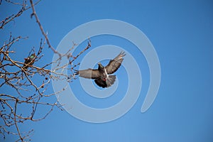 Single pigeon flying in air