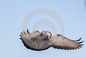 Single pigeon flying in air