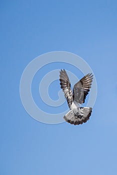 Single pigeon flying in air