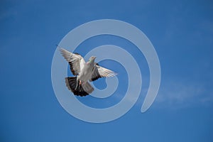 Single pigeon flying in air