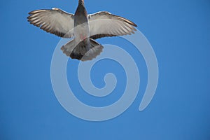 Single pigeon flying in air