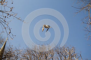 Single pigeon flying in air