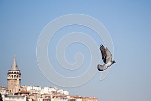 Single pigeon flying in air