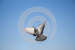 Single pigeon flying in air