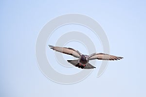 Single pigeon flying in air