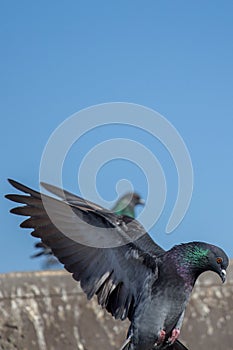 Single pigeon flying in air