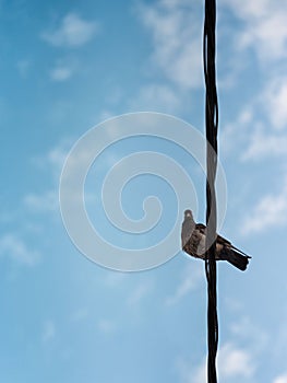 Single pigeon looking down from telephone / power lines