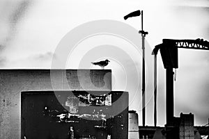 Single pigeon sitting on wood pier