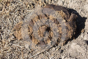 Single pile of bison scat