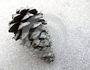Single Pine Cone against Textured Background