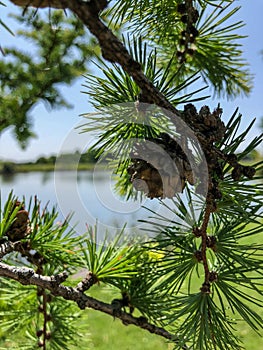Single pine cone on branch of pine tree