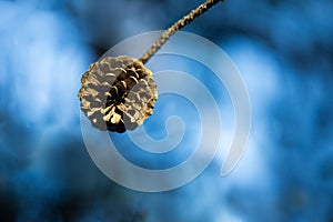 Single pine cone bright blue sky