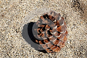 Single Pine cone drop on the Sand stone ground in yosemite national park - united states of america - with copy space - brown natu