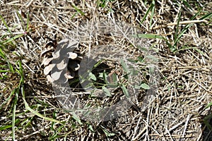 Single pine cone in a dry grass