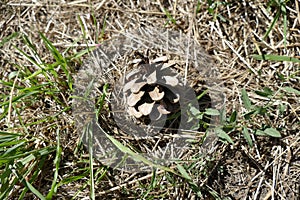Single pine cone in a dry grass