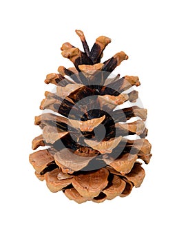 Single pine cone