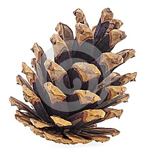 Single pine cone isolated on white background. Brown pine cone