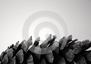 Single Pine Cone profile isolated grey background