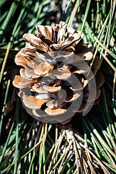 Single pine cone resting on fallen green pine needles macro with grains of sand inside