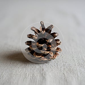 A single pine cone sits on