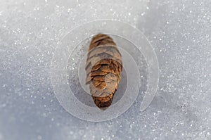 Single pine cone on white snow