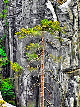 Single pine among high rocks in AdrÅ¡pach-Teplice Rocks in Czechia
