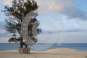 Single pine tree, calm blue sea and white sand