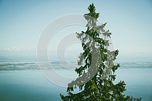 Single pine tree in Chaumont Switzerland