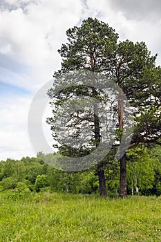 Single pine tree on the green meadow