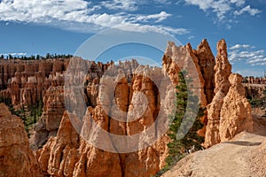 Single Pine Tree Grows Along Trail Among The Hoodoos Of Bryce