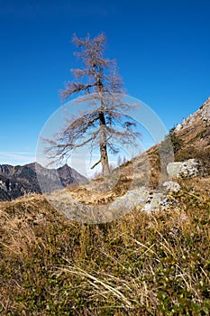 Single pine tree in the mountains