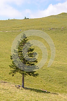 Jediný borovice strom v hory na 