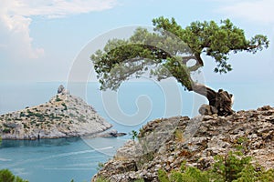 Single pine tree, Ukraine, Crimea photo