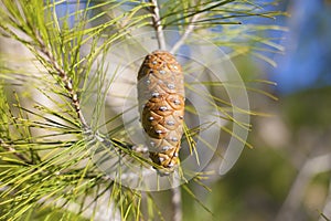 Single pinecone on the branch