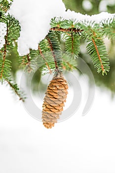 Single pinecone hanging from tree branch covered in snow