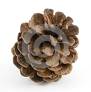 Single Pinecone
