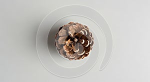 A single pinecone from a pine