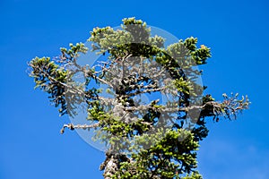 Single pinetree on blue sky background