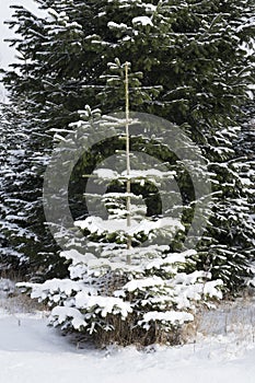 Single pinetree in the forest covered in snow photo