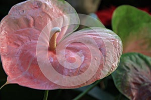 Single pink Anthurium plant as seen at a botanic garden display