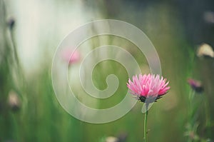 Single pink Australian everlasting daisy in green meadow