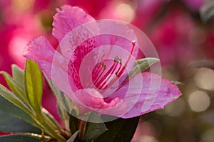 Single Pink Azalea Flower Blooms In Garden