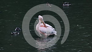 Single pink-backed pelican bird cleaning feathers