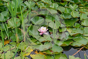 Single pink blooming water lily flower with green pads in pond